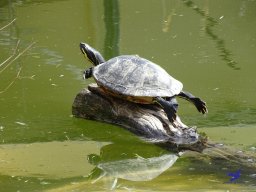 Tiergarten Schönbrunn am 11.April 2024